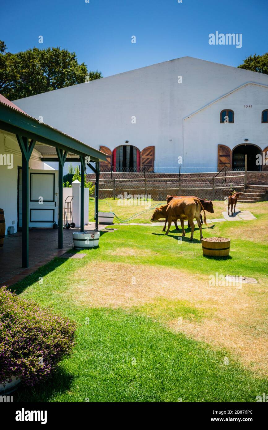 Cattle Farm small holding Stock Photo