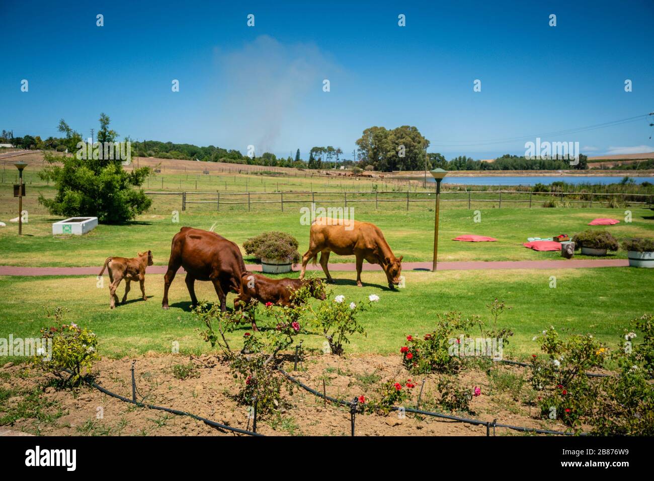 Cattle Farm small holding Stock Photo