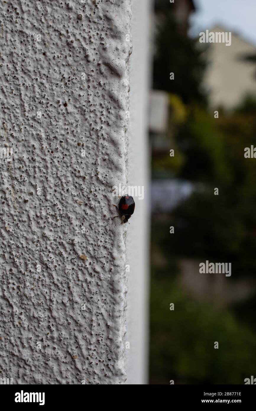 Scabby tree bug on house wall Stock Photo - Alamy