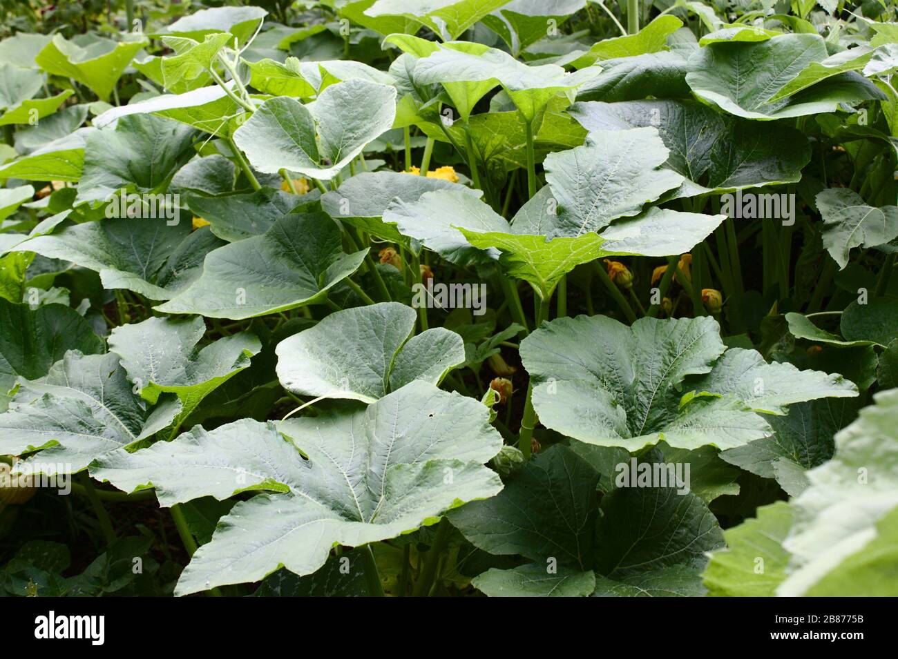 The picture shows pumpkin plants with blossoms in the garden Stock ...
