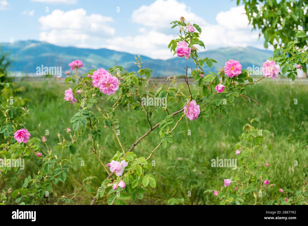 Damask rose petals hires stock photography and images Alamy