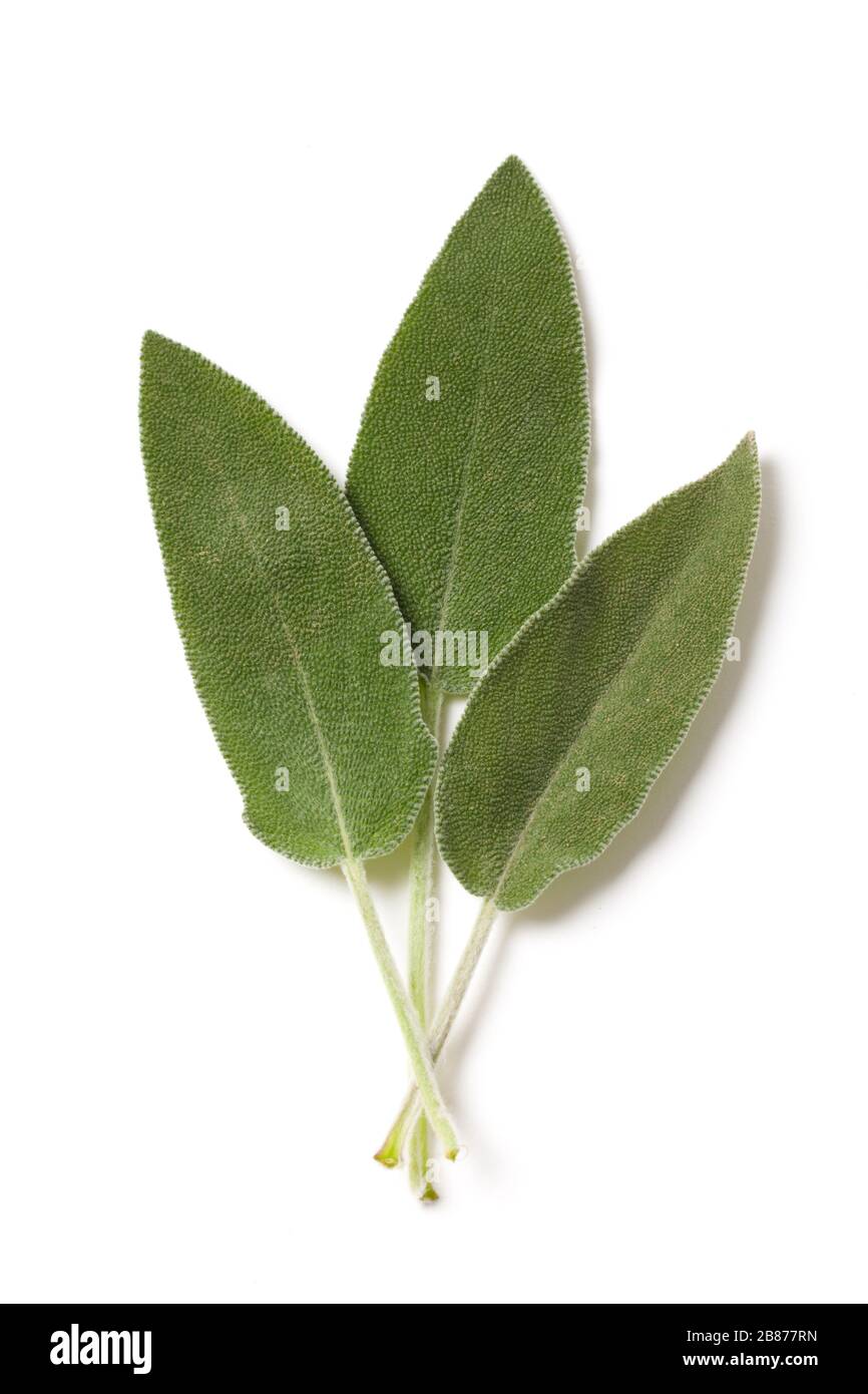 Fresh green Salvia leaves isolated on white background Stock Photo