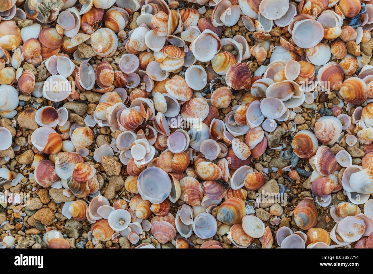 Texture of seashells on the sea coast Stock Photo