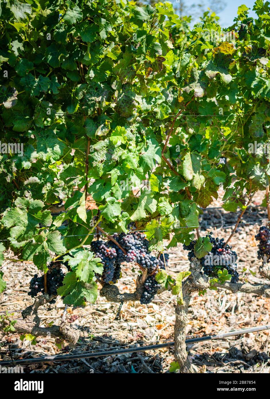 vines growing in a vineyard in Stellenbosch, South Africa. Stock Photo