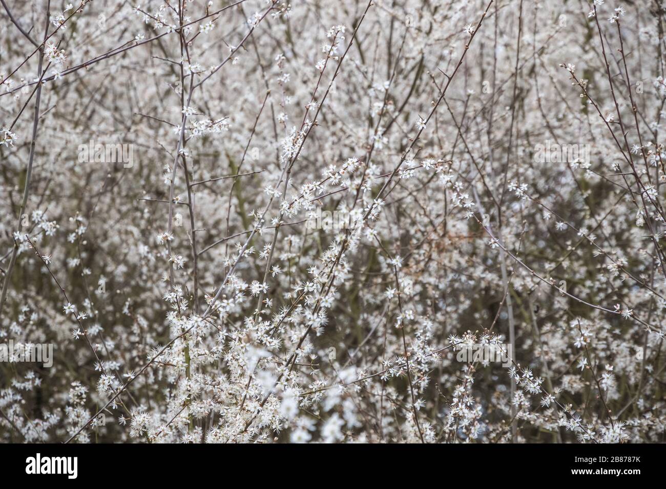 Springtime, bush of blooming cheery in Alexandra Park in London Stock Photo