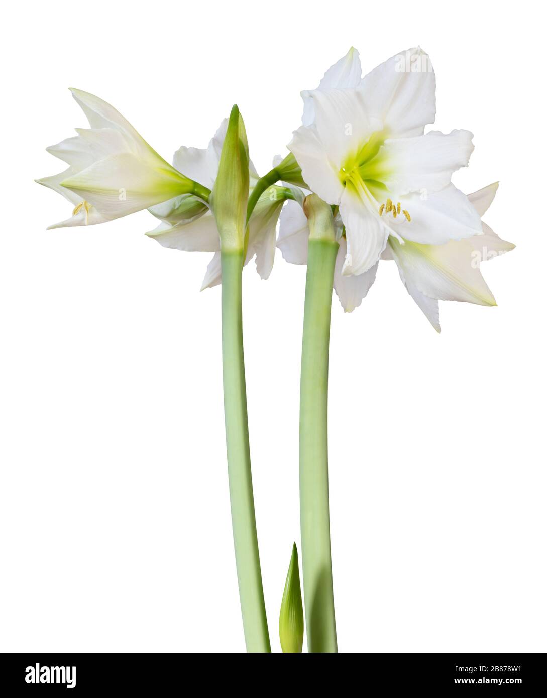 Christmas Blooming Amaryllis Candy Cane Red White Flowers Blooms