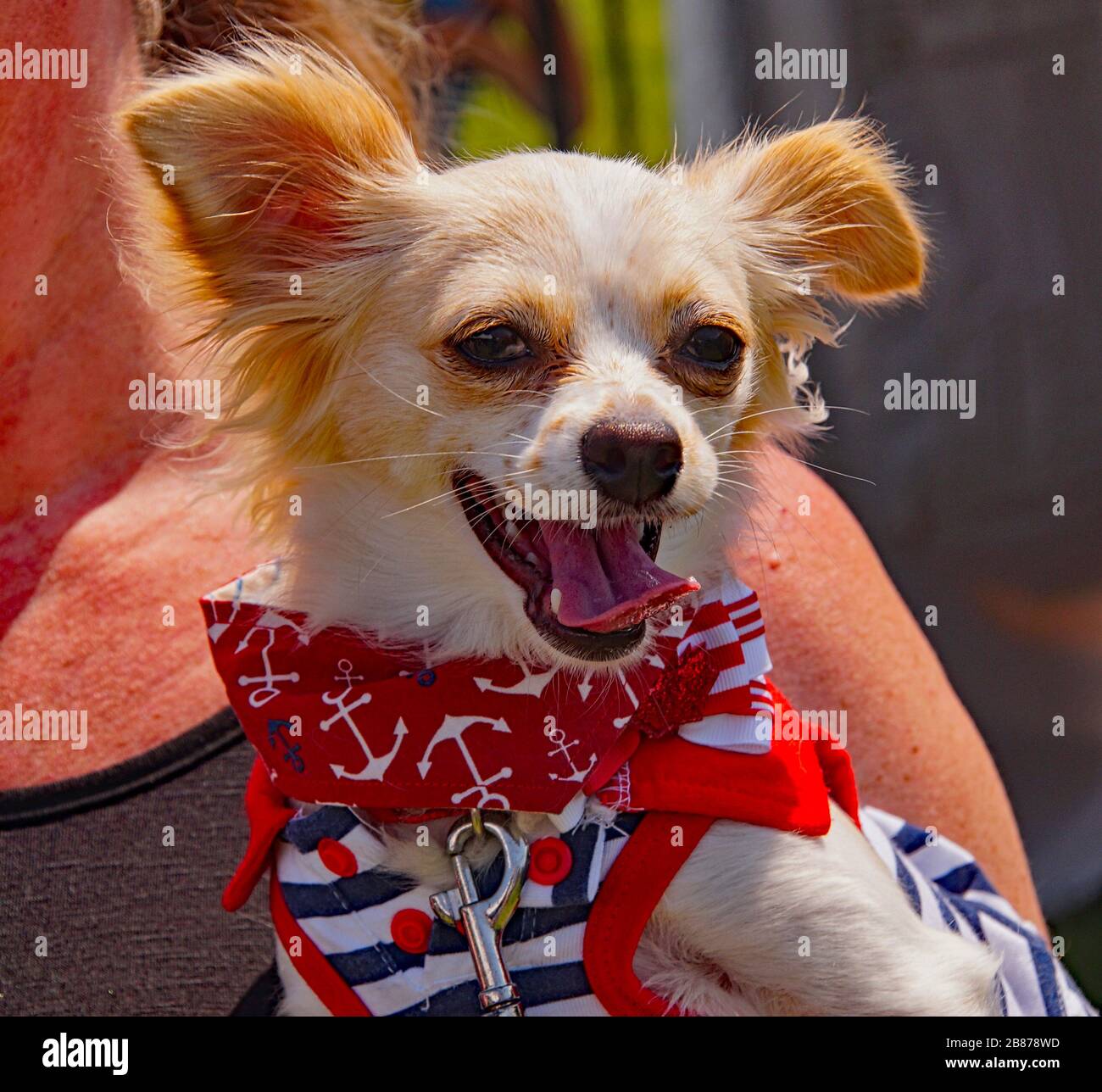 Red dog with red neck handkerchief at dog show Stock Photo