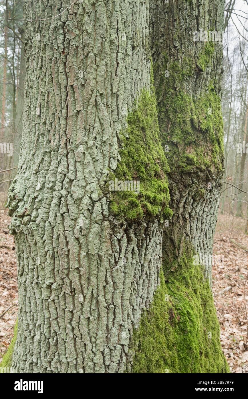 mossy oak tree trunks in forest detail Stock Photo