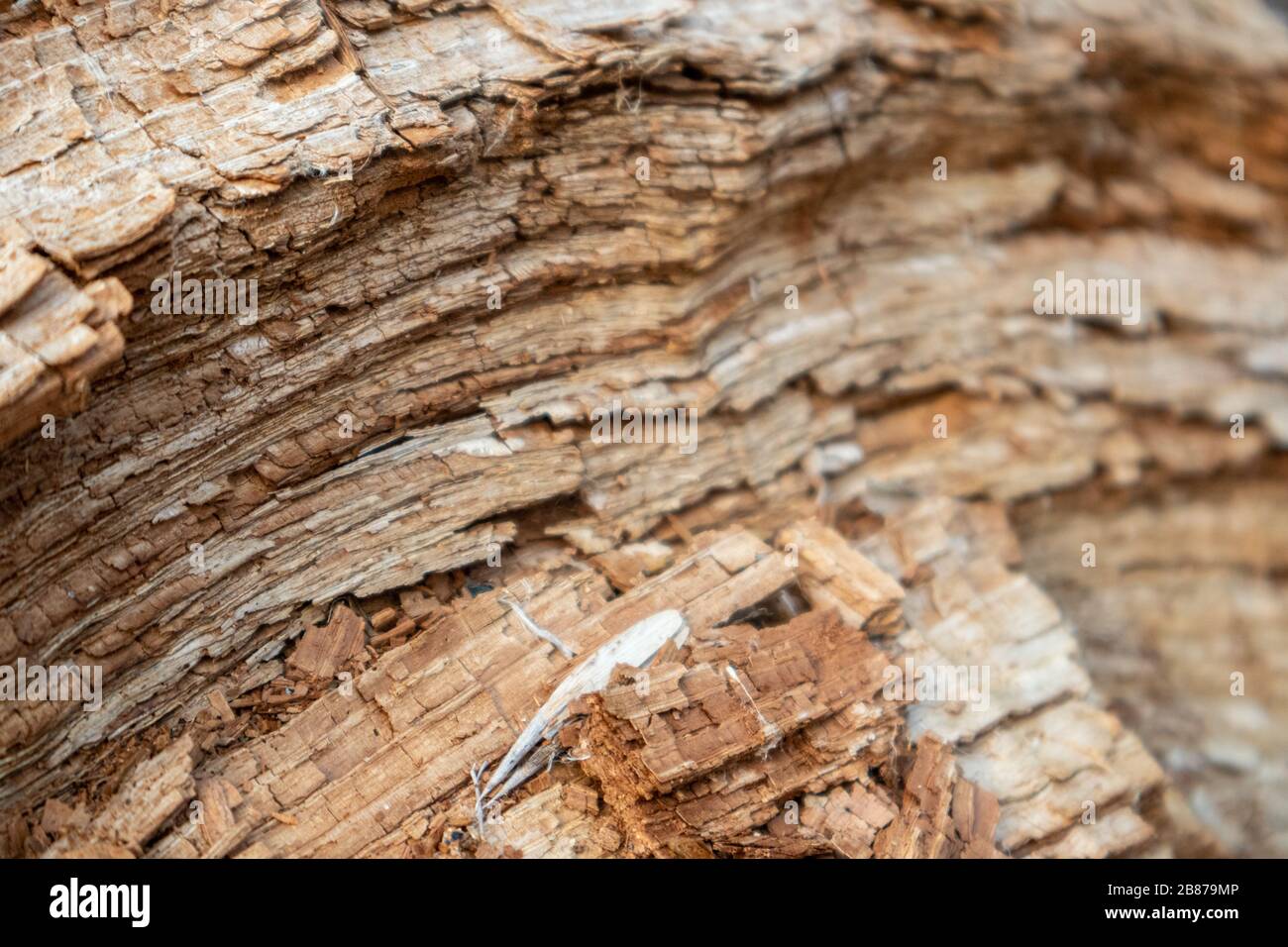 Tree shredded chips macro close up wooden texture. Brown detailed natural material macro old wood building industry Stock Photo