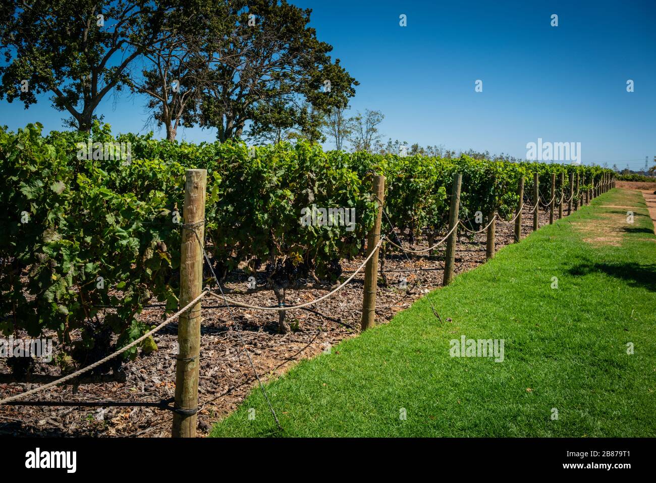 vines growing in a vineyard in Stellenbosch, South Africa. Stock Photo