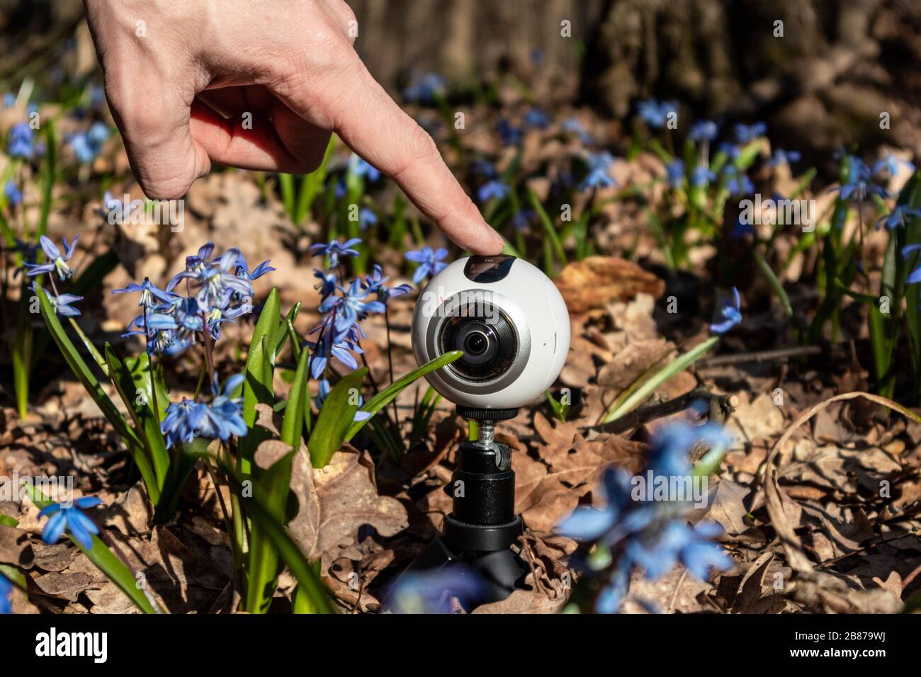 360 camera turn on hand in blue scilla wild snowdrops bloom sunny spring time flowers nature macro in the forest. Nice tech close up wild nature Stock Photo