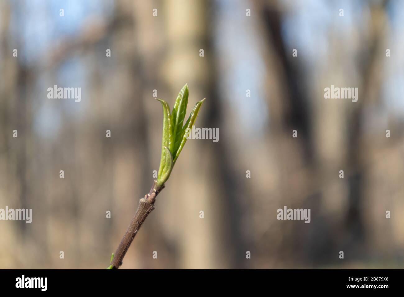 Spring small green leaves bud sprout tree branch in forest. Sunny nature young plant awakening bright light colors Stock Photo