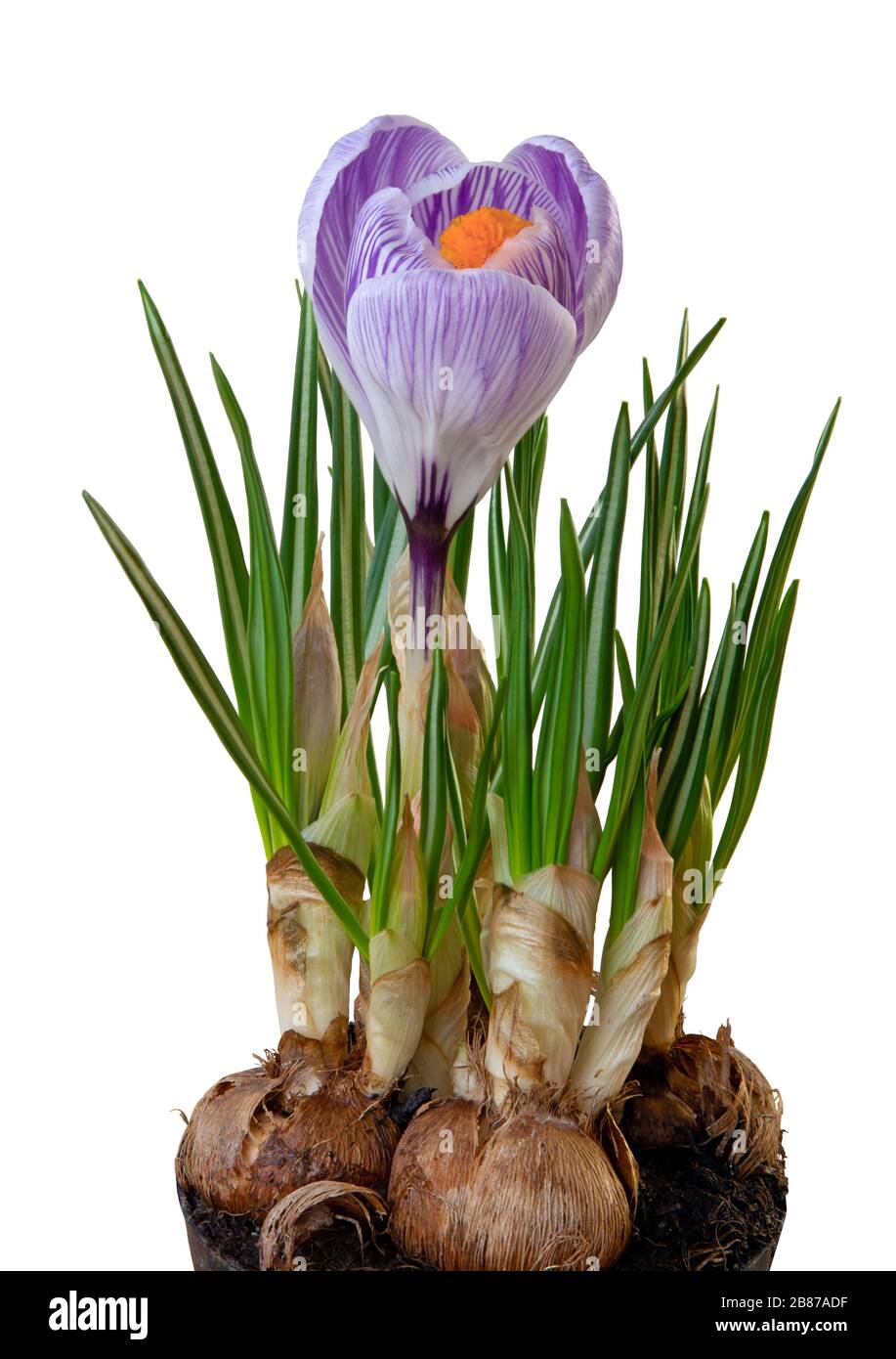 Wonderful blue Crocus (Magnoliopsida) isolated on white background, including clipping path. Germany Stock Photo