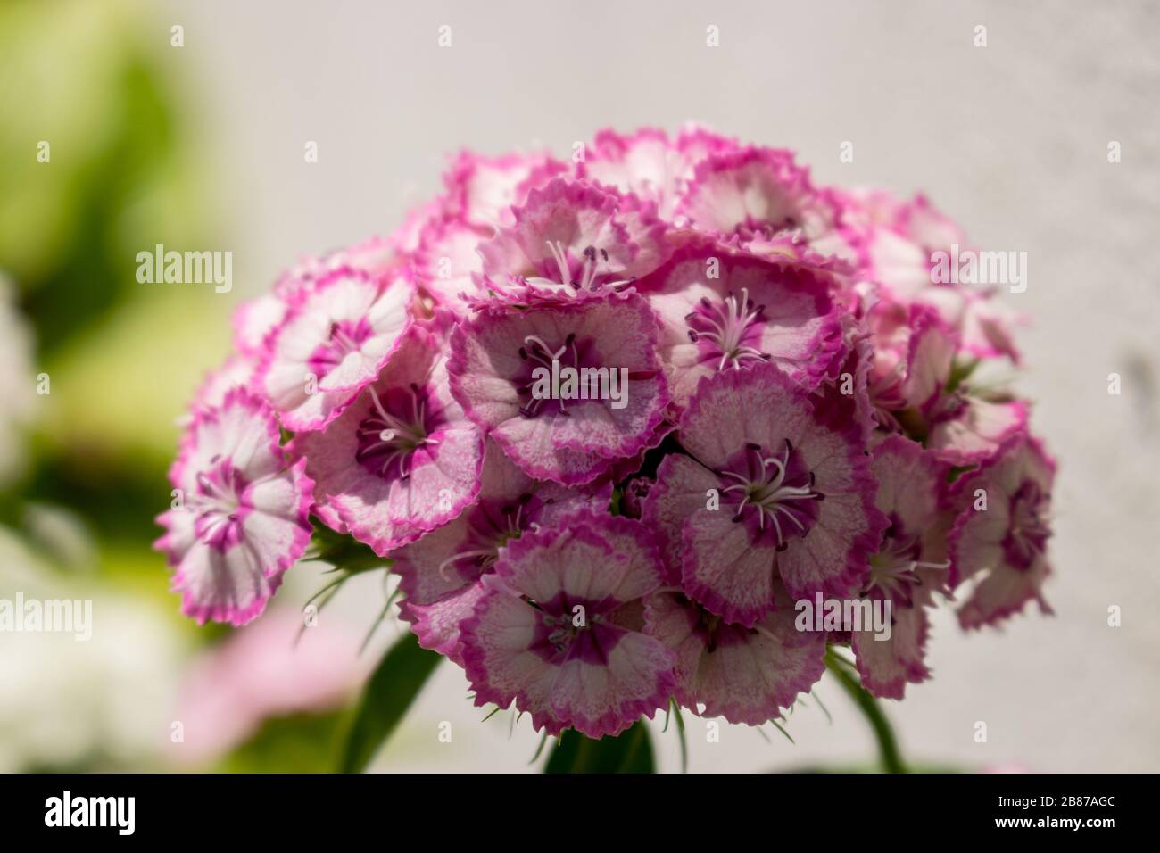 forget me pink flowers with blurred green leaf background Stock Photo