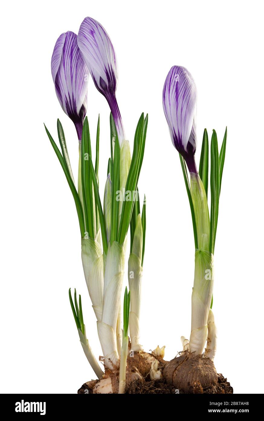 Wonderful violet Crocuses (Magnoliopsida) isolated on white background, including clipping path. Germany Stock Photo