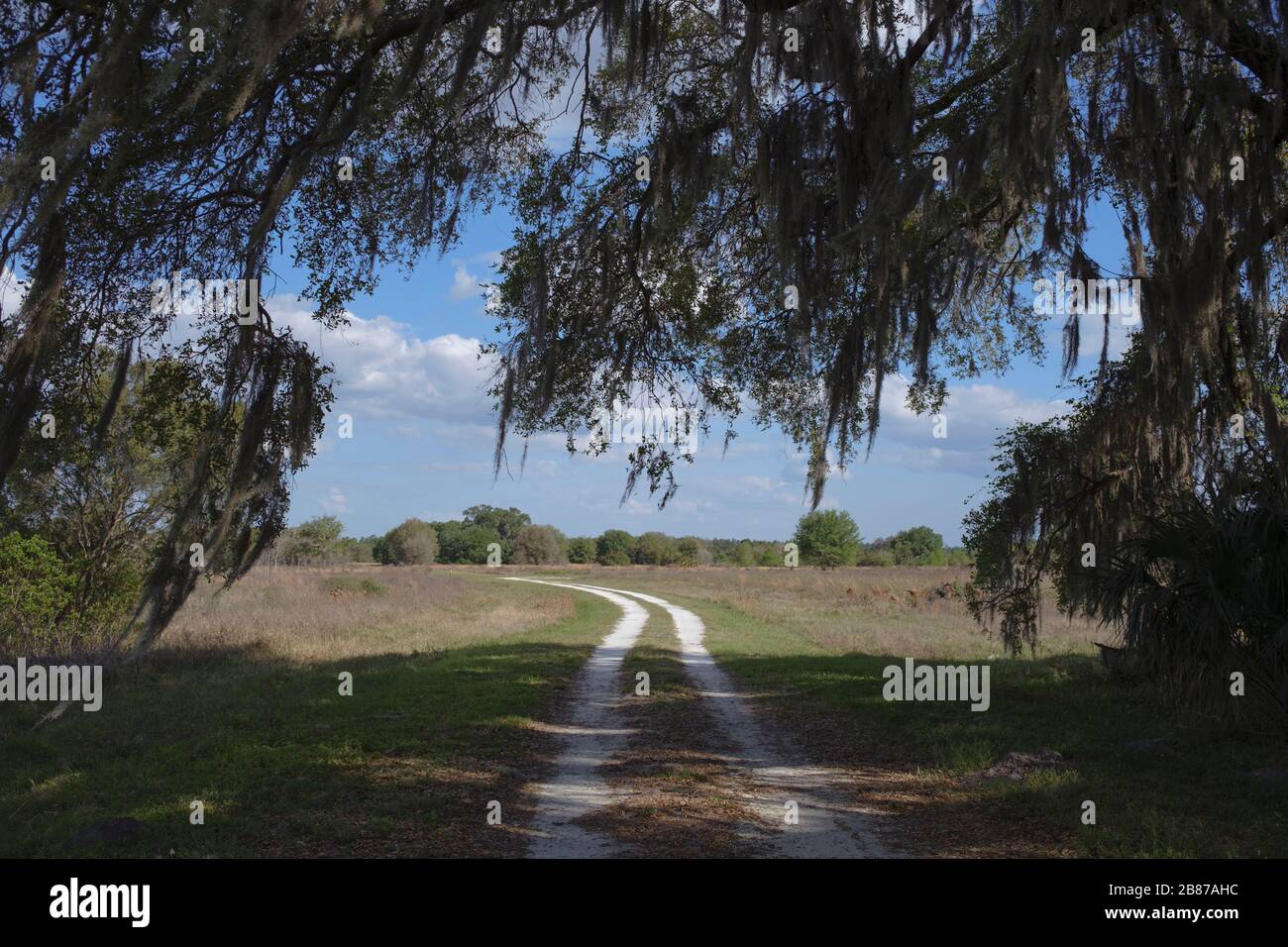 Halpata Tastanaki Preserve conservation land Dunnellon, Florida, state land. Dirt road emerging from under live oak tree with Spanish Moss Stock Photo