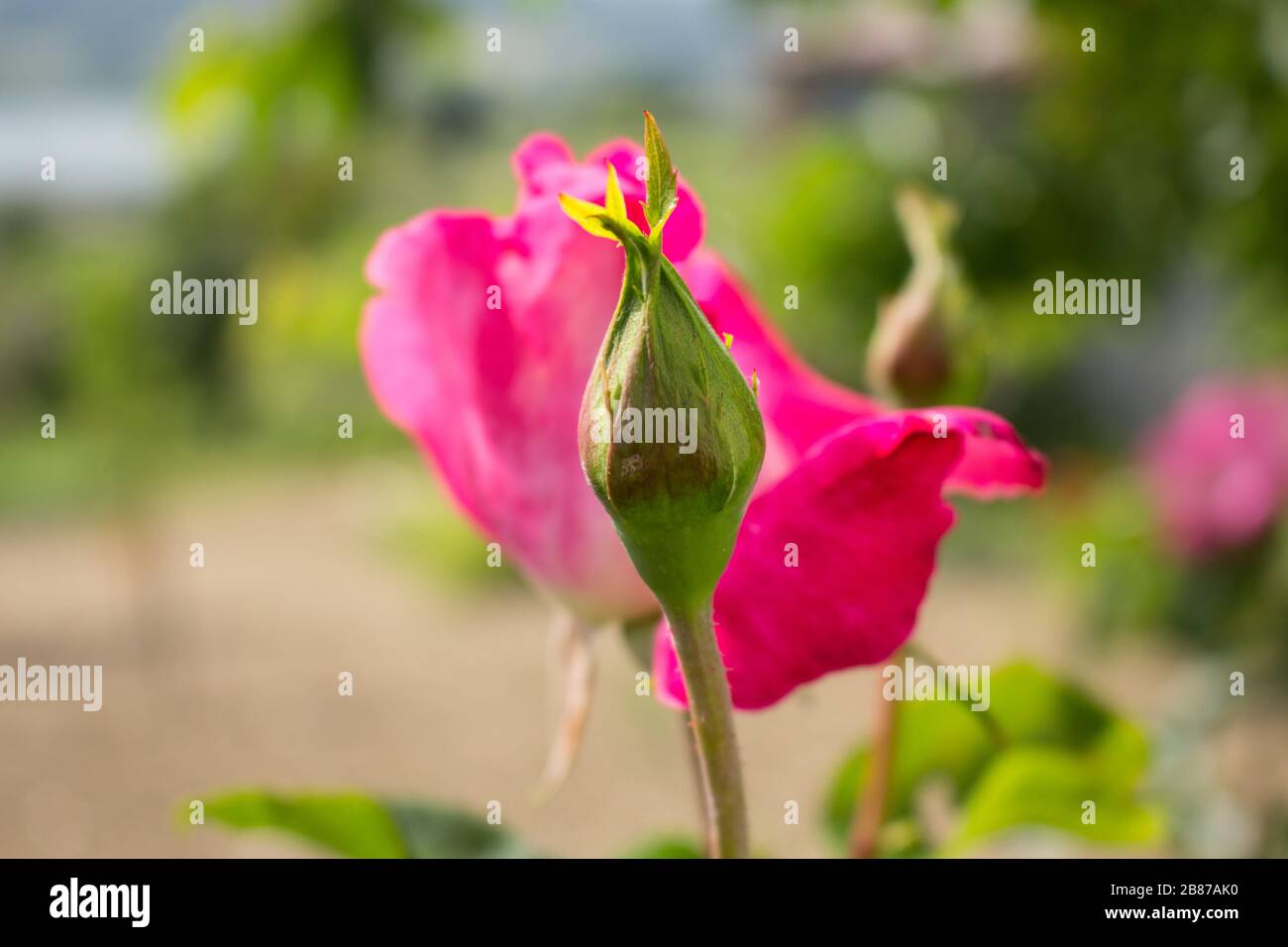 Blooming rose in a sunny spring day, new bud Stock Photo