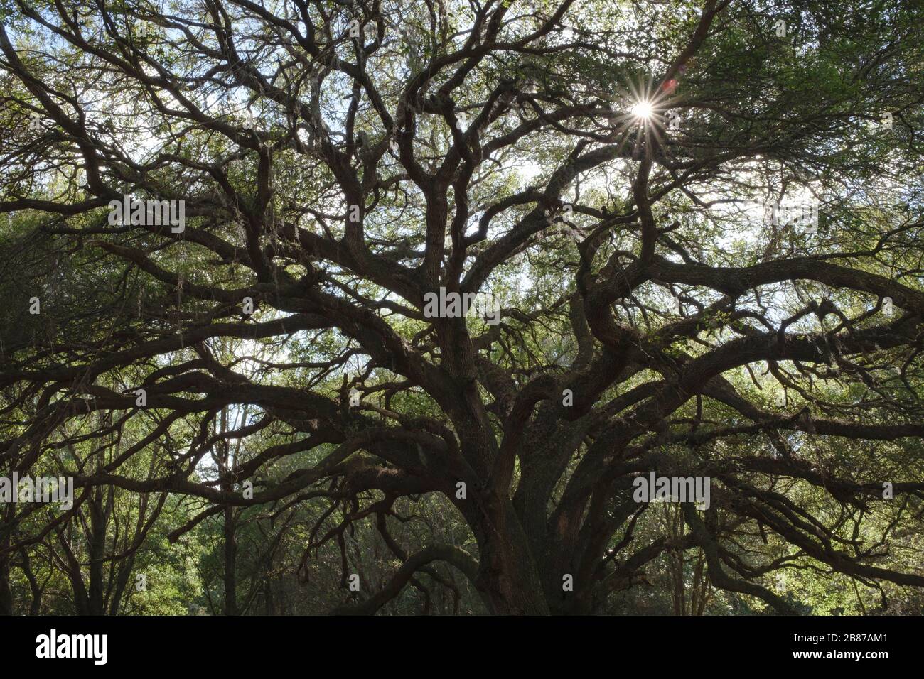 Branches of live oak tree. Halpata Tastanaki Preserve conservation land Dunnellon, Florida, state land Stock Photo