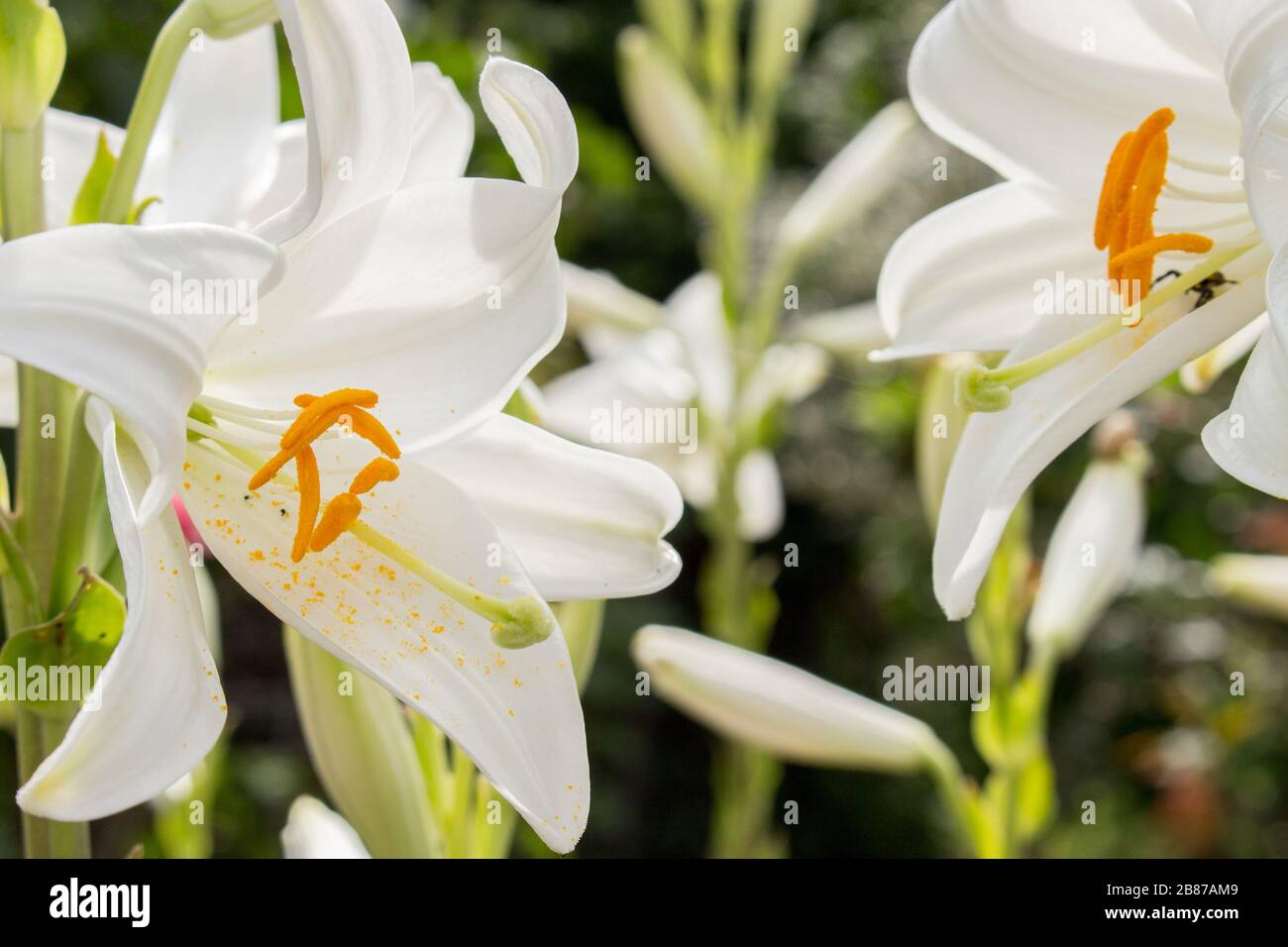 White lily bloom in a sunny spring day Stock Photo