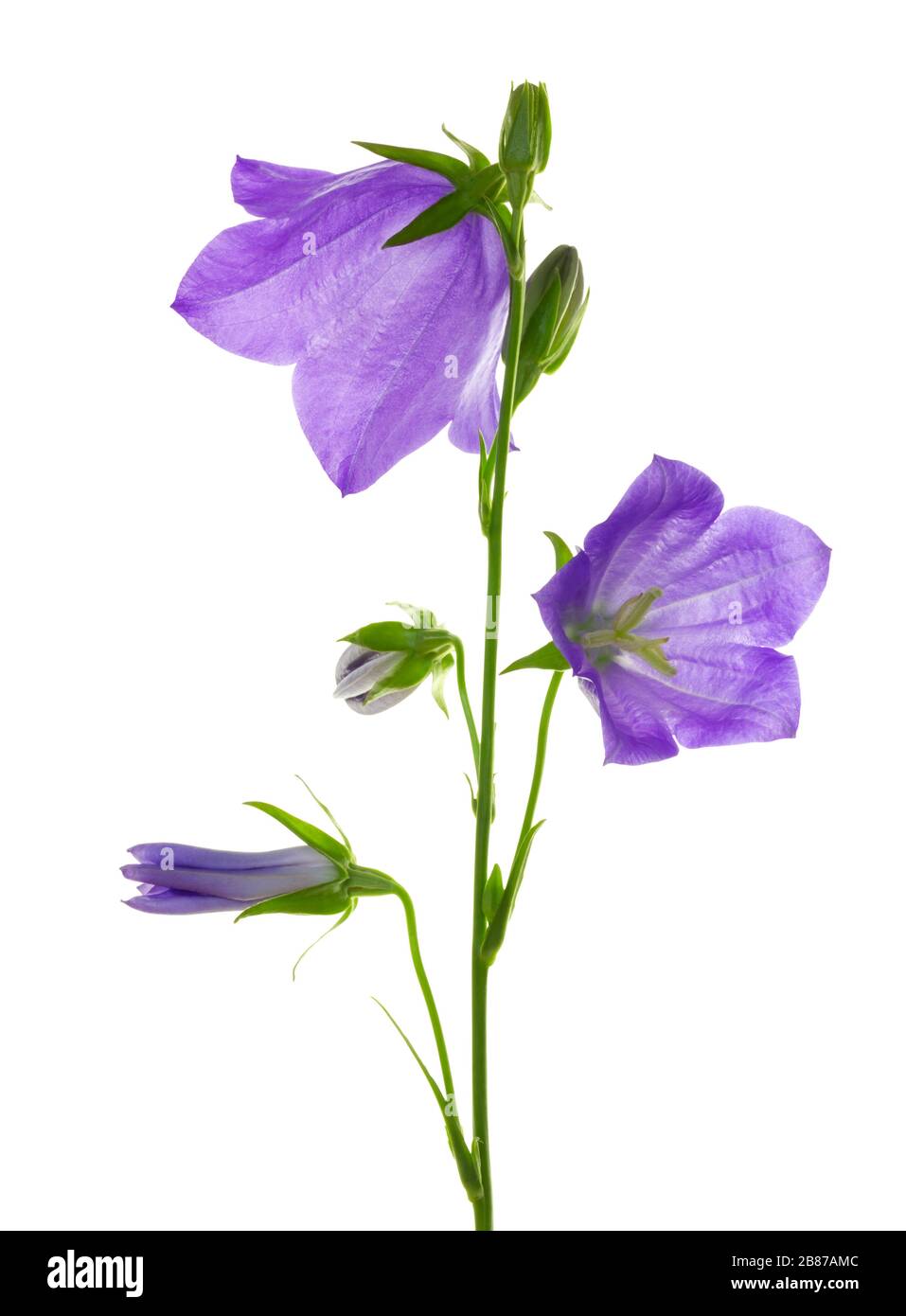 Violet peach-leaved bellflower, campanula isolated on white background ...