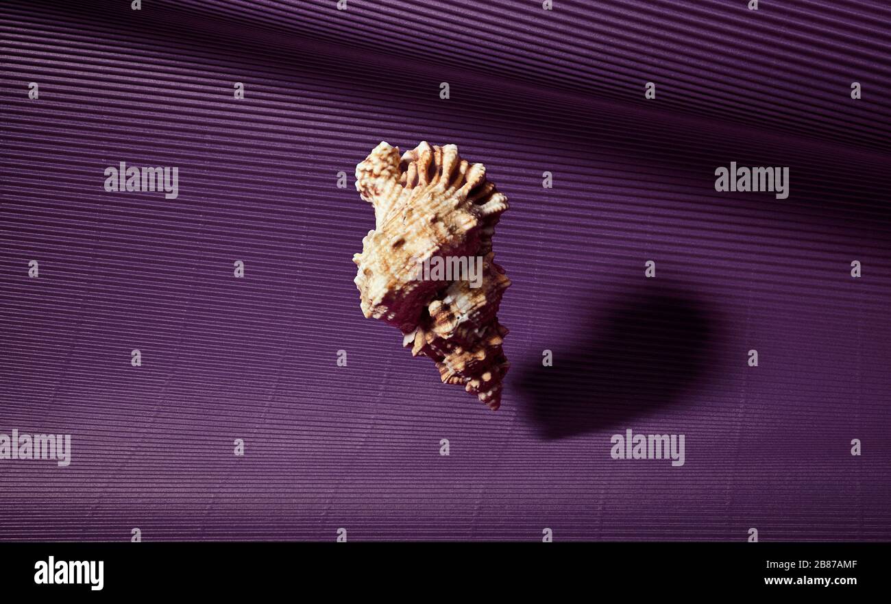 Floating shells against colorful paper background Stock Photo - Alamy