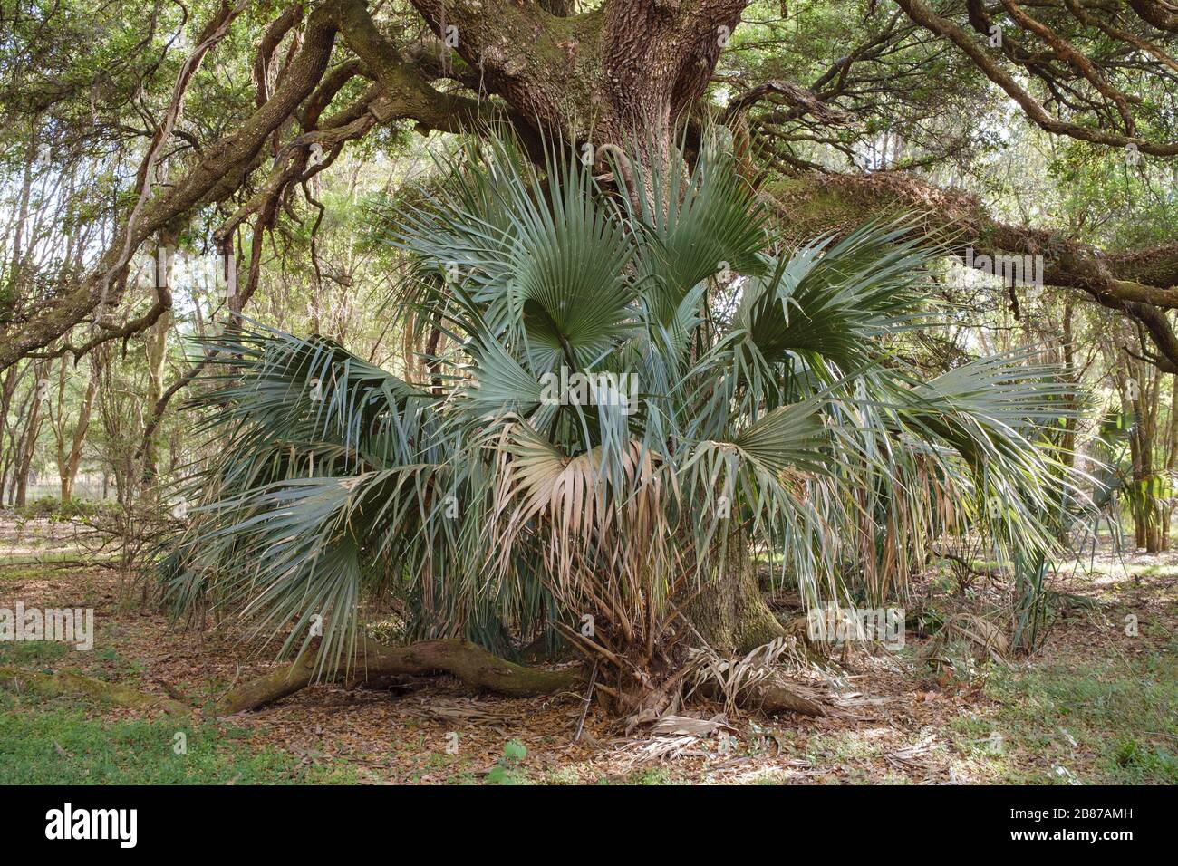 Live oak tree and palm tree. Halpata Tastanaki Preserve conservation land Dunnellon, Florida, state land Stock Photo