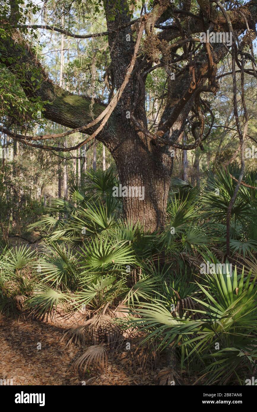 Forested area. Halpata Tastanaki Preserve conservation land Dunnellon, Florida, state land Stock Photo