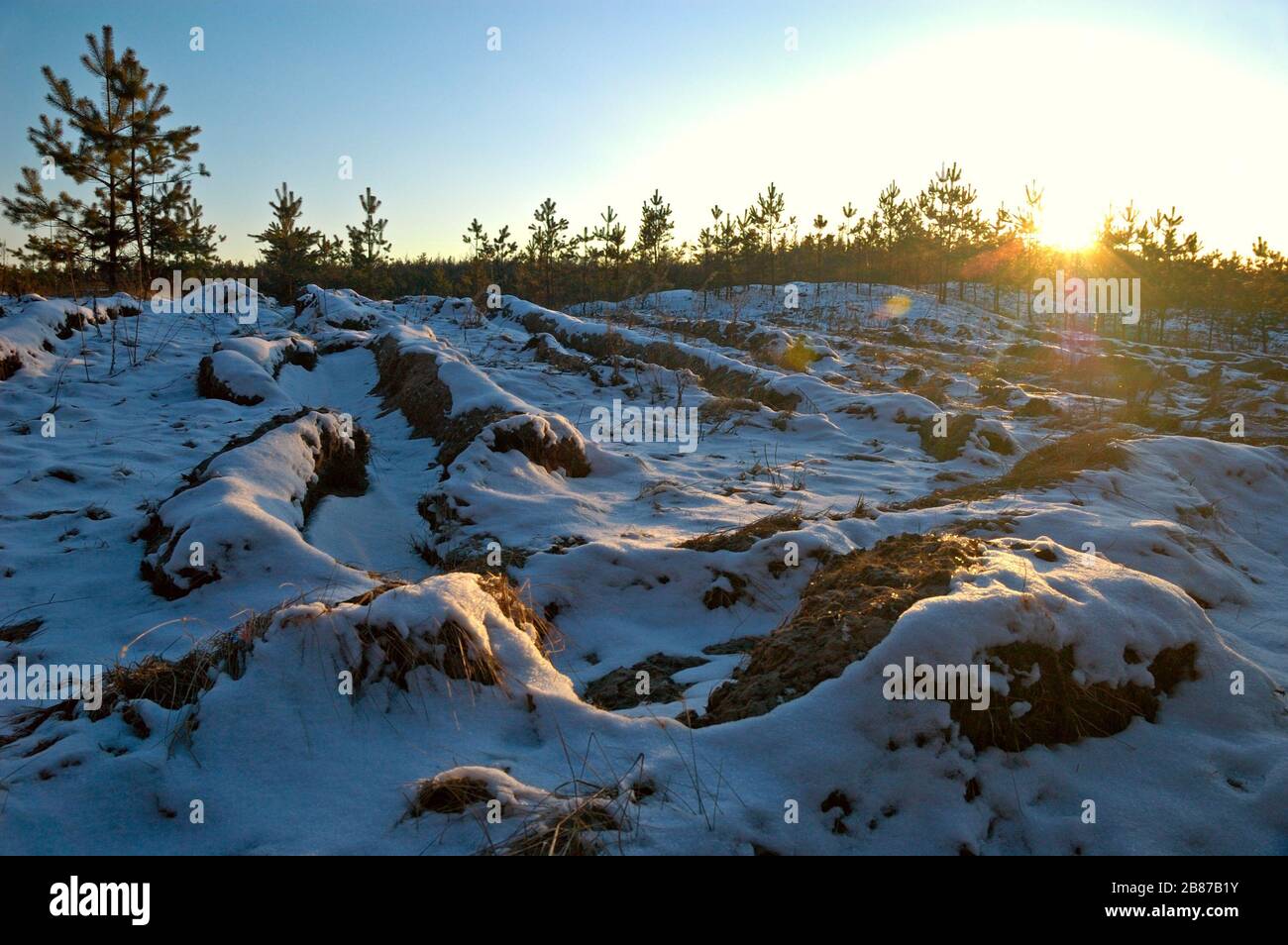 Small fluffy snowy fir trees grow in a nursery in a clearing in the