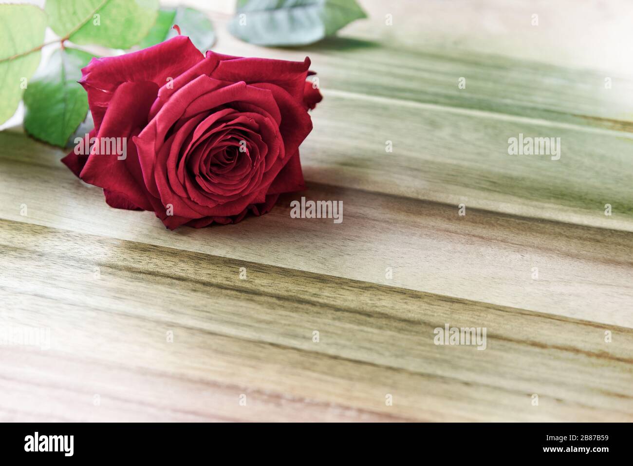 Wonderful red Rose (Rosaceae) lies on a wooden plate, with copy space. Germany Stock Photo