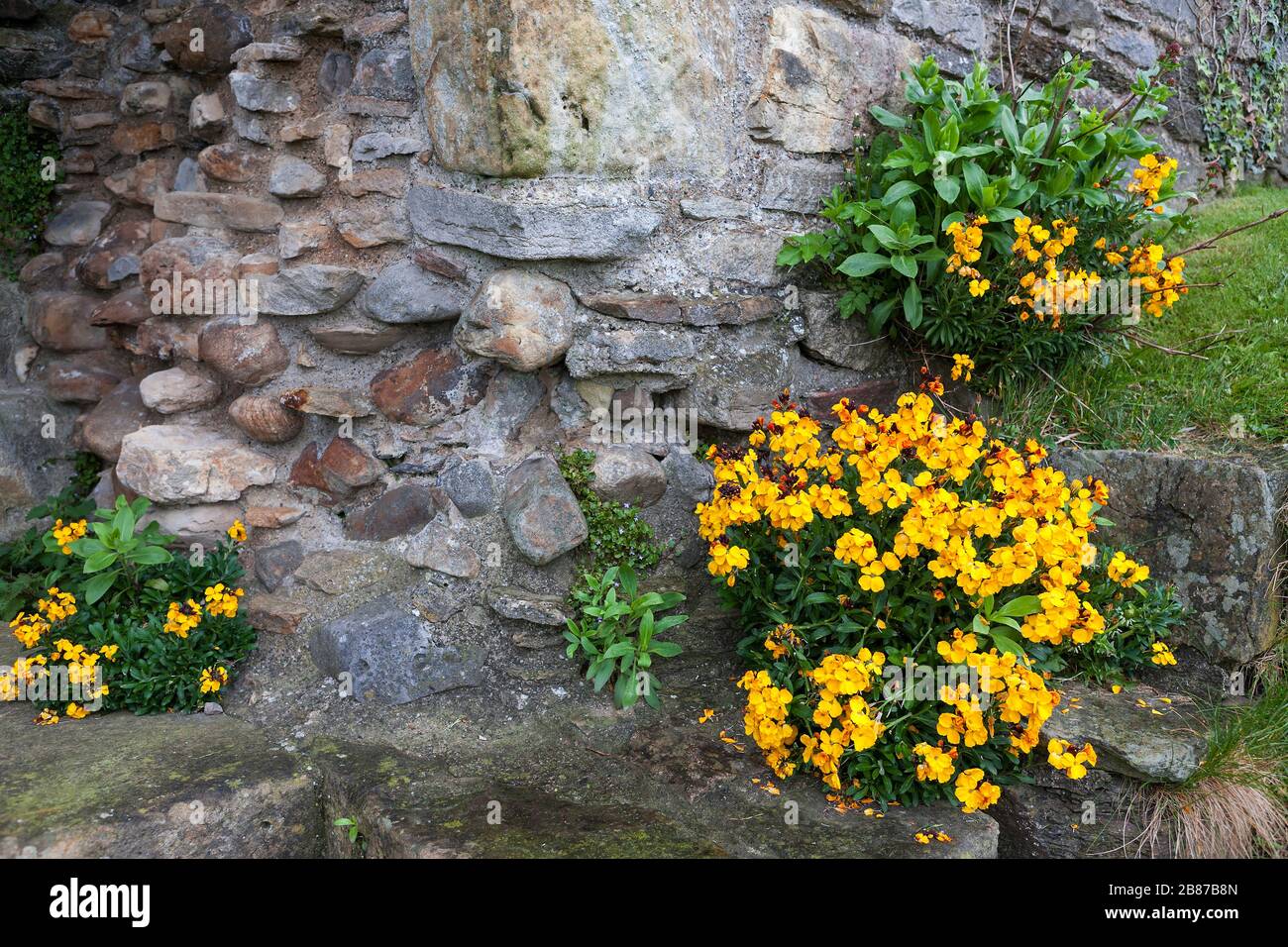 Wallflowers growing in the curtain wall, Richmond Castle, North Yorkshire Stock Photo
