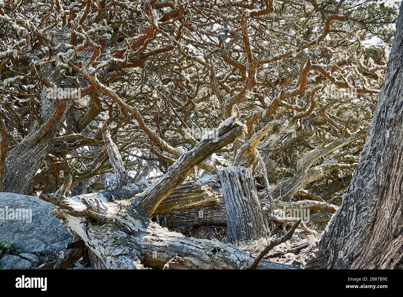 Cypress branches covered with lichens called Spanish Moss in the Point