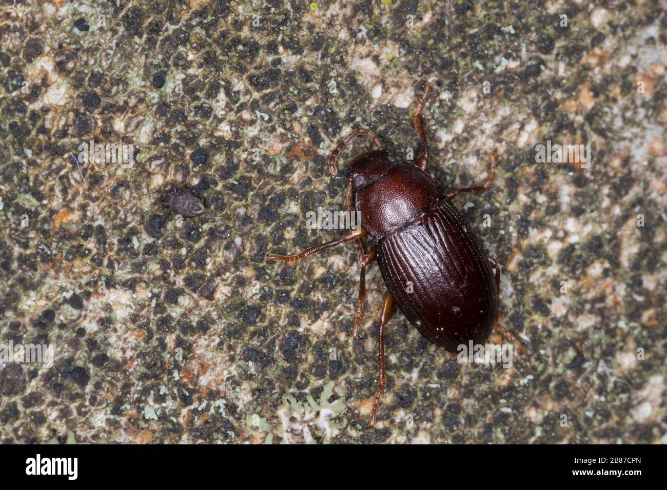 Schwarzkäfer, Dunkelkäfer, Nalassus spec., Darkling beetle, Tenebrionidae, Darkling beetles Stock Photo