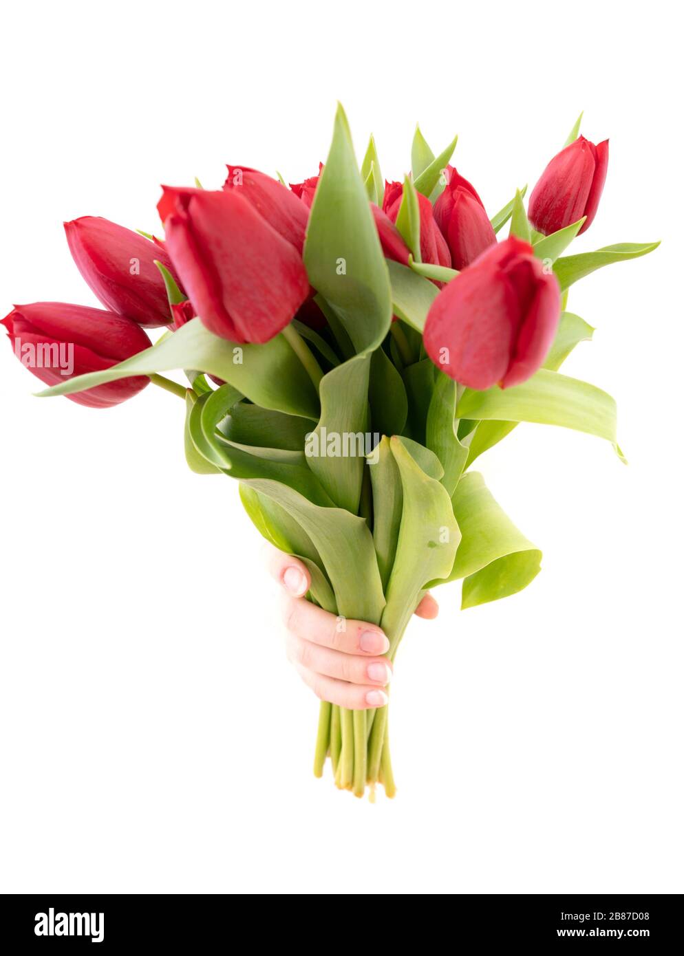 Hand of the woman is holding bouquet of tulips inserted through a hole in torn white paper. Copy space. Stock Photo
