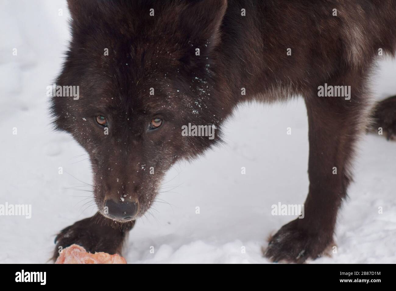 Wild black canadian wolf is looking at the camera. Animals in wildlife