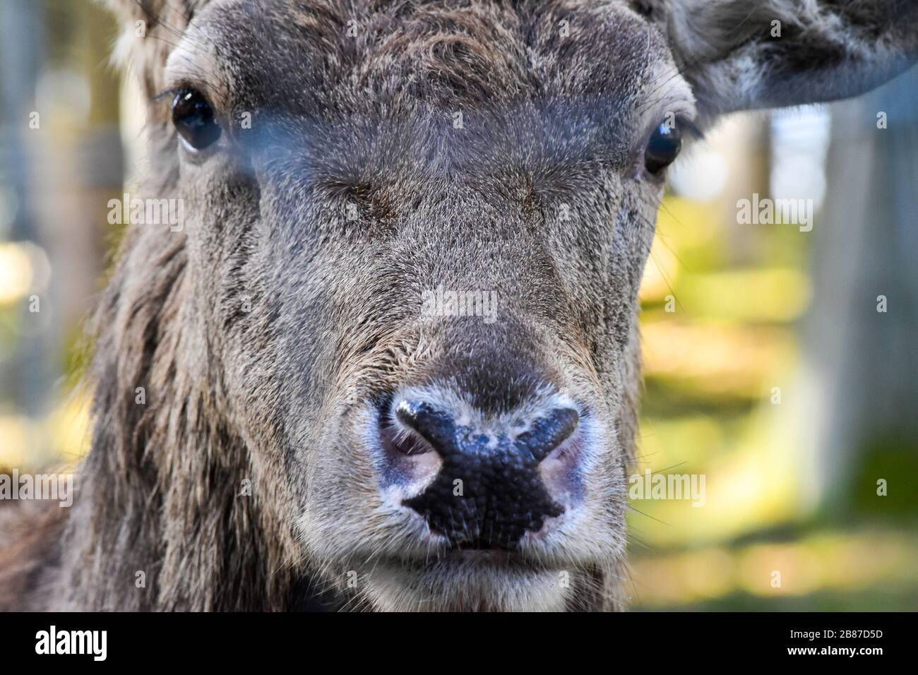 Strong male red deer head. Stock Photo