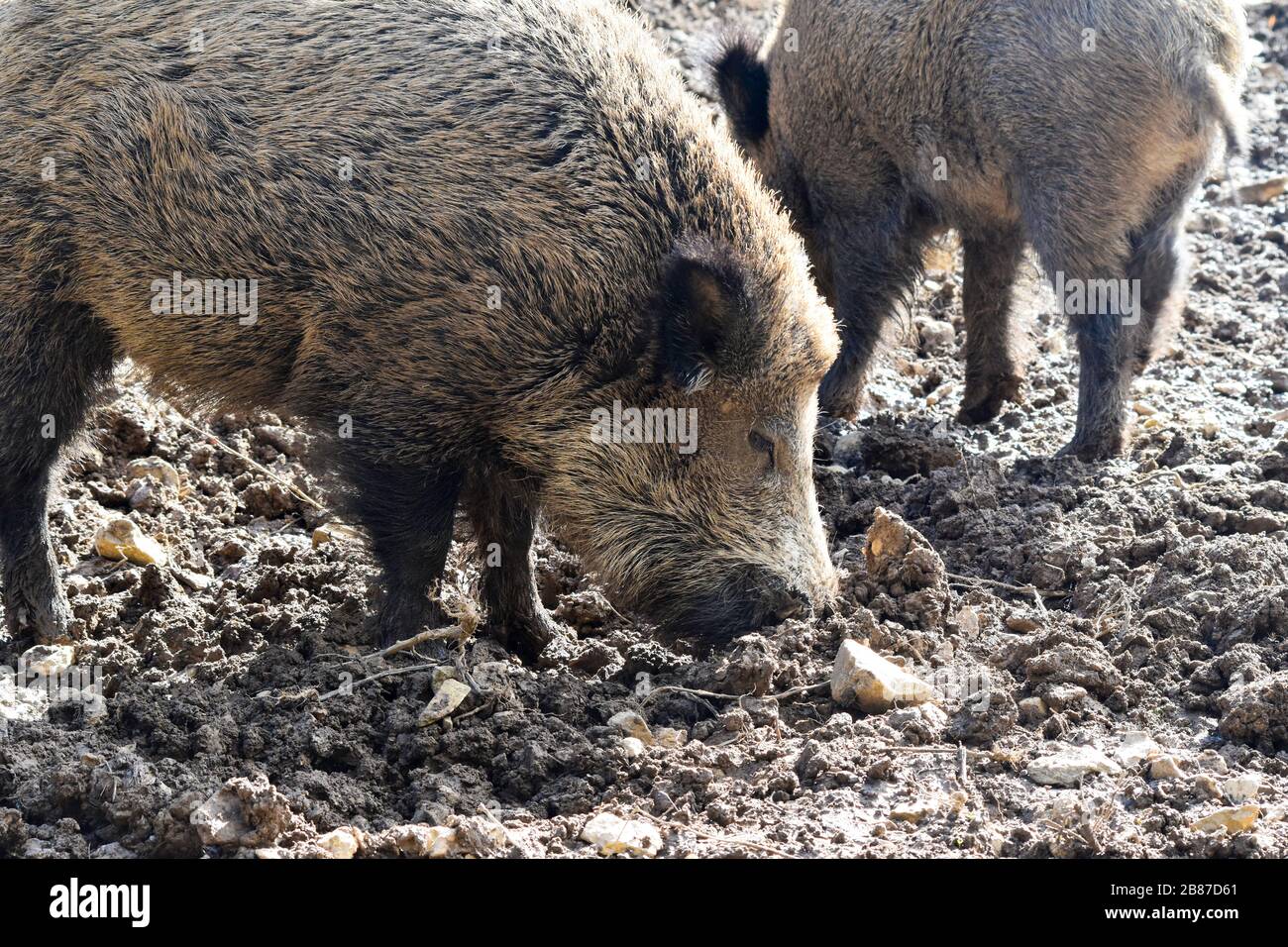 Wild boar rooting for food in mud Stock Photo - Alamy