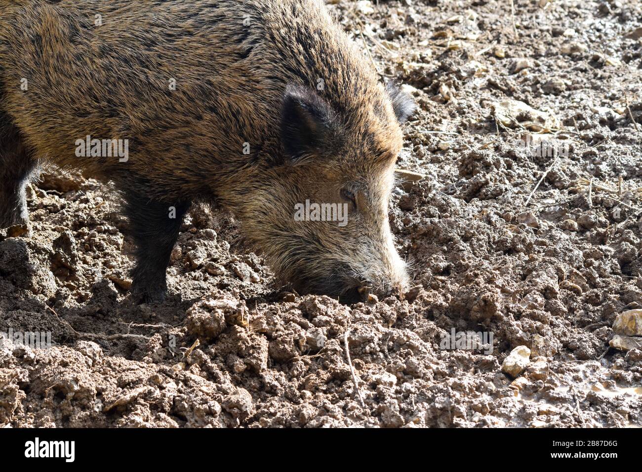 Wild boar rooting for food in mud Stock Photo - Alamy