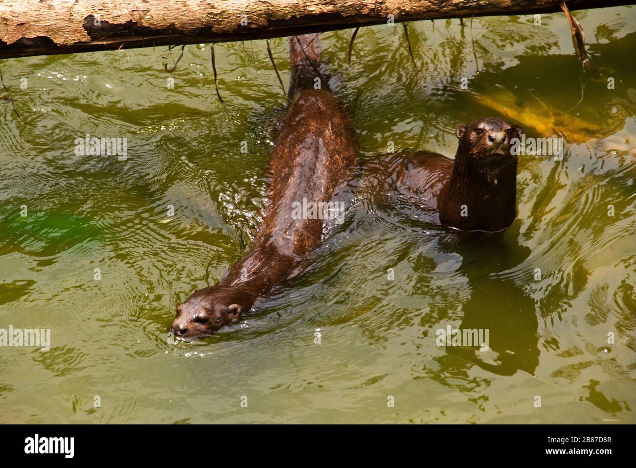 Spotted-necked Otter are now much rarer than they used to be and will only be found in clean water with plenty of fish, their preferred food. Stock Photo