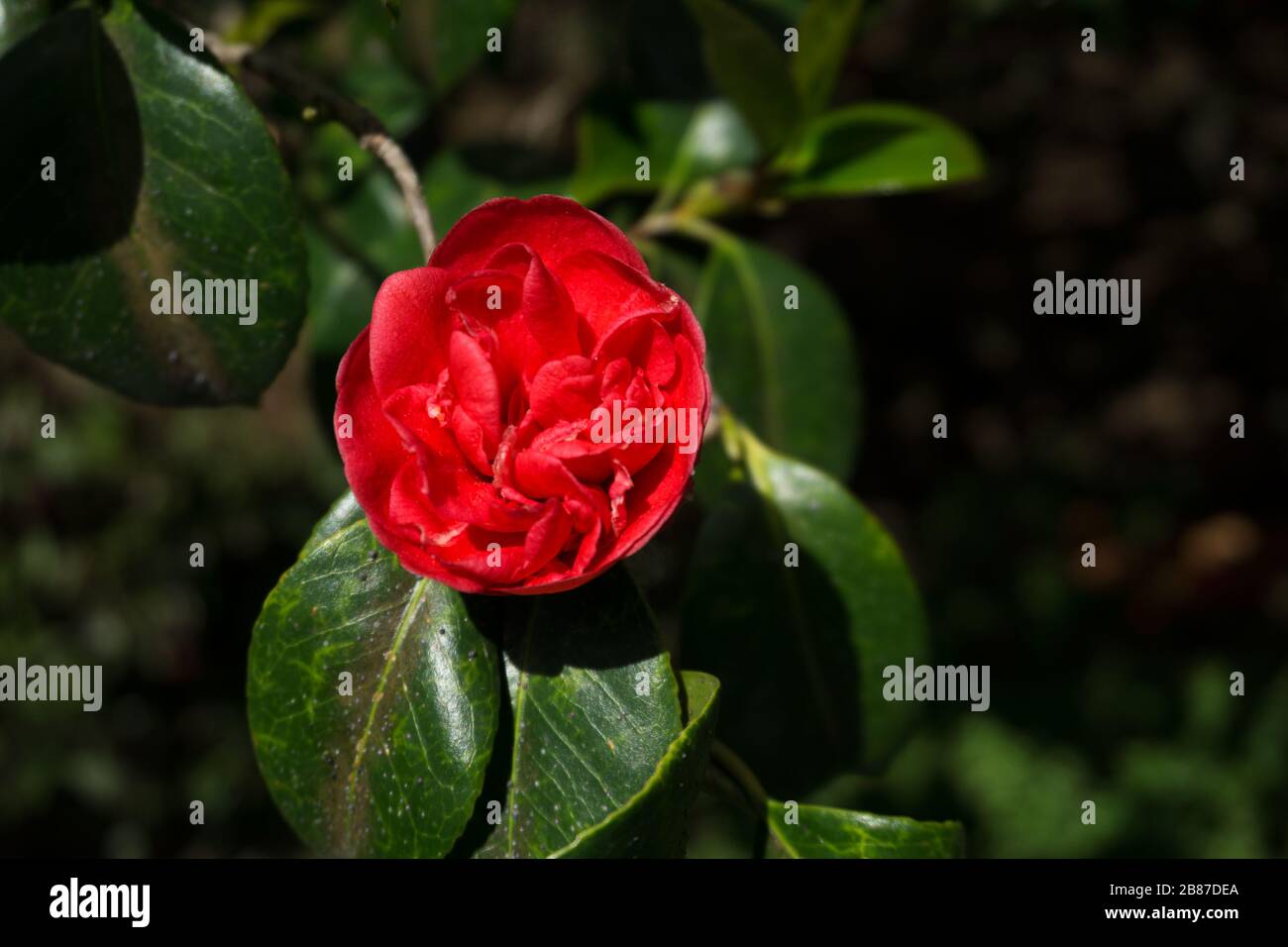 Red japonica hi-res stock photography and images - Alamy