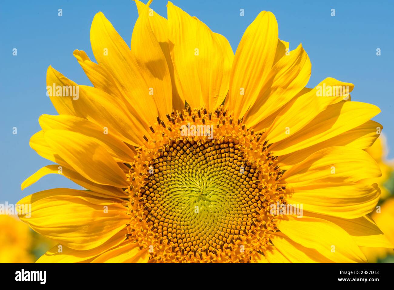 sunflower close-up with copy space Stock Photo - Alamy