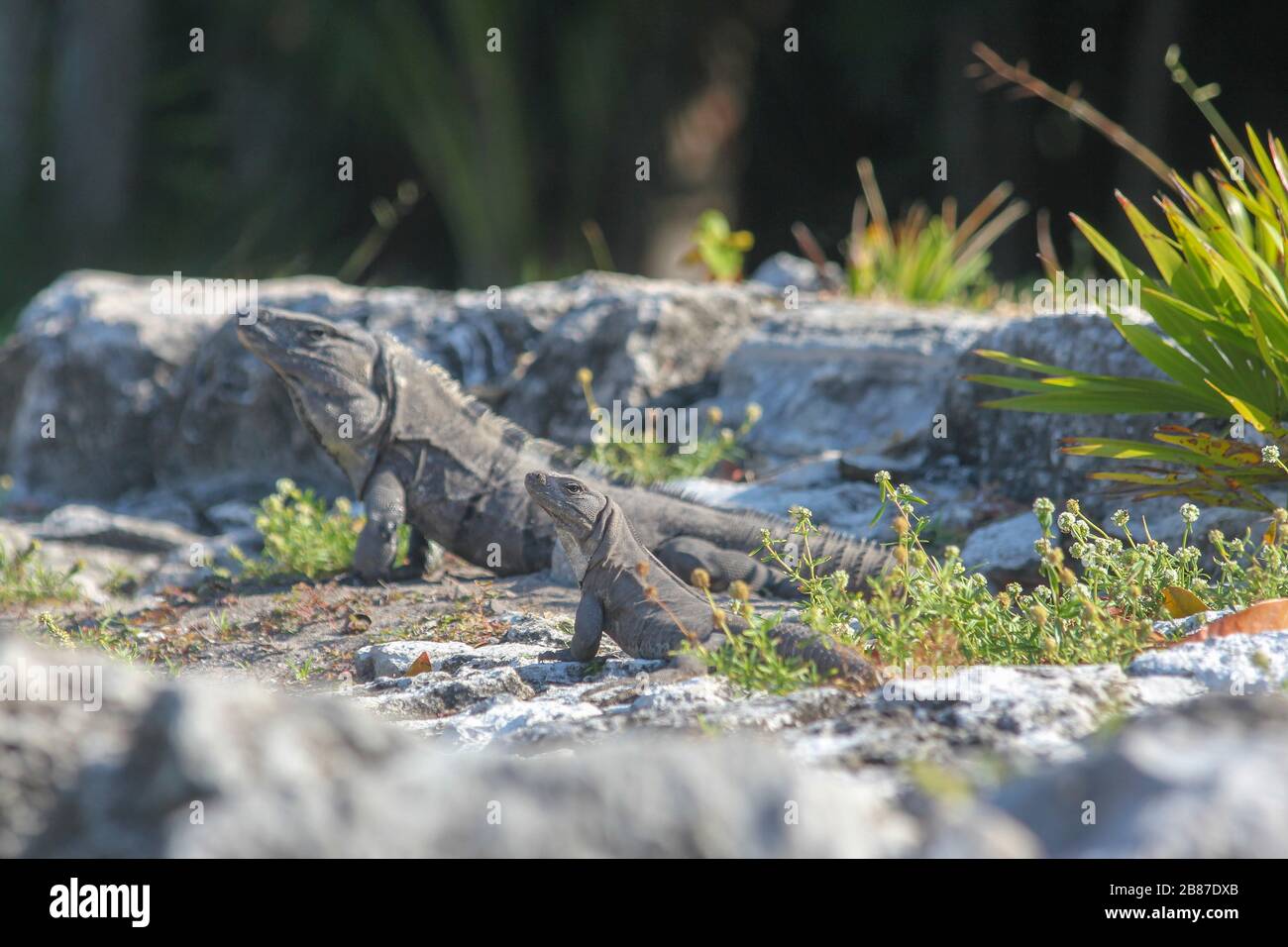 A smaller iguana in focus, larger iguana in the background, El Rey Mayan Archaeological Site, Hotel Zone, Cancun, Quintana Roo, Yucatan Peninsula, Mex Stock Photo