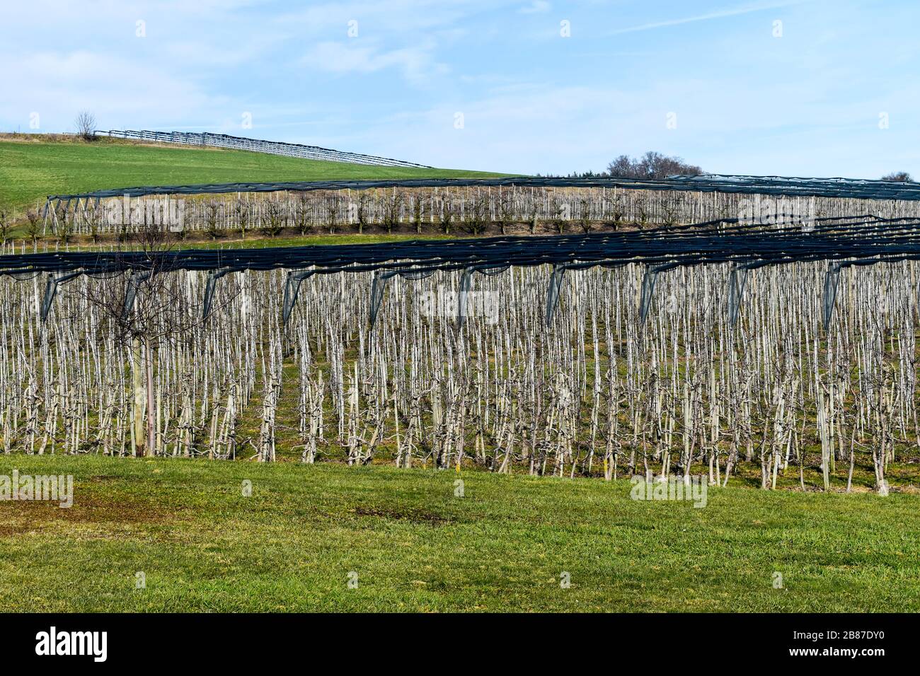 Winter time in apple orchard. Stock Photo