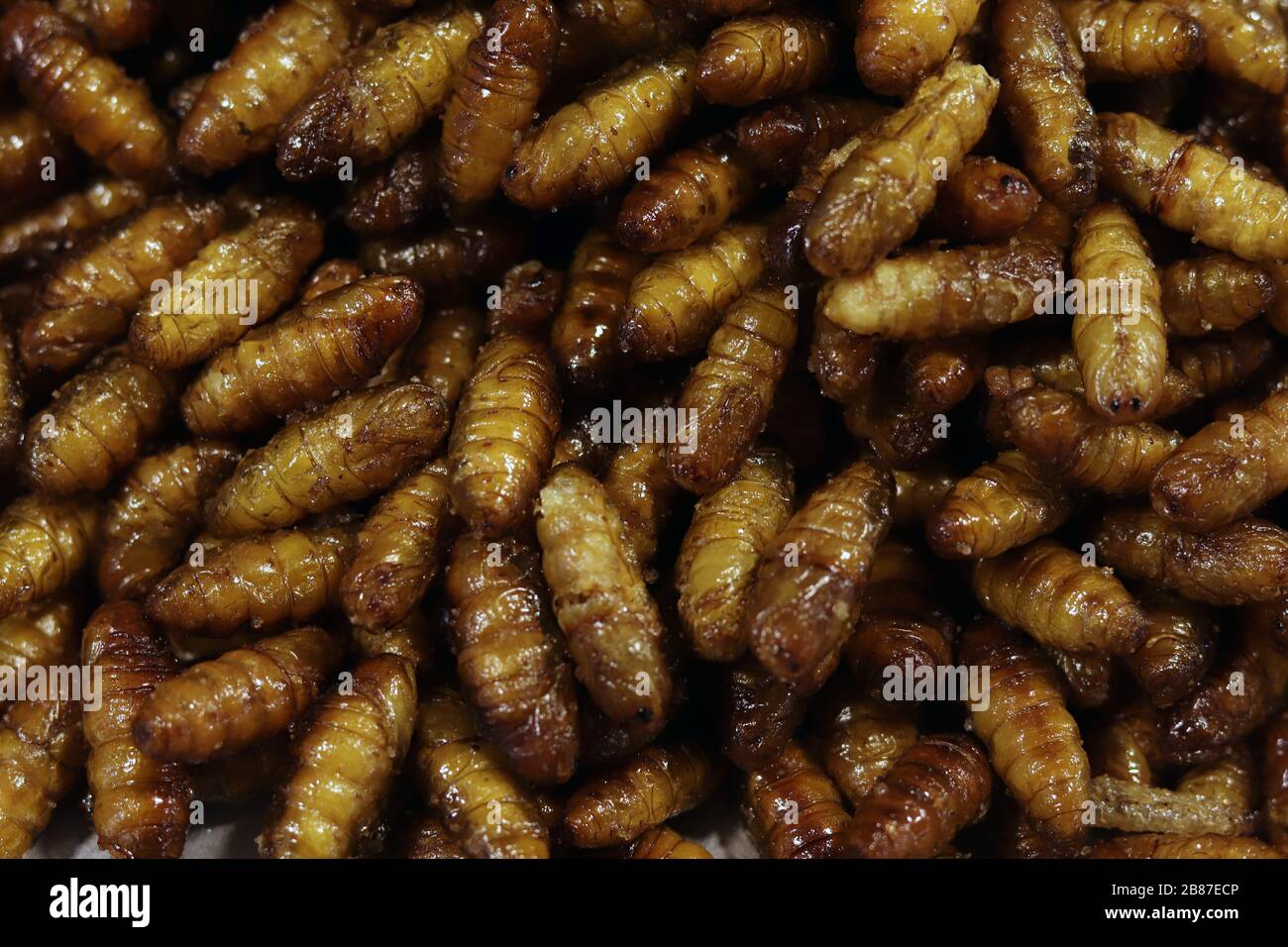 Insect Fried, Crispy silkworm, popular insects snack cheap high protein in Thailand Street food low fat and many asian country Stock Photo