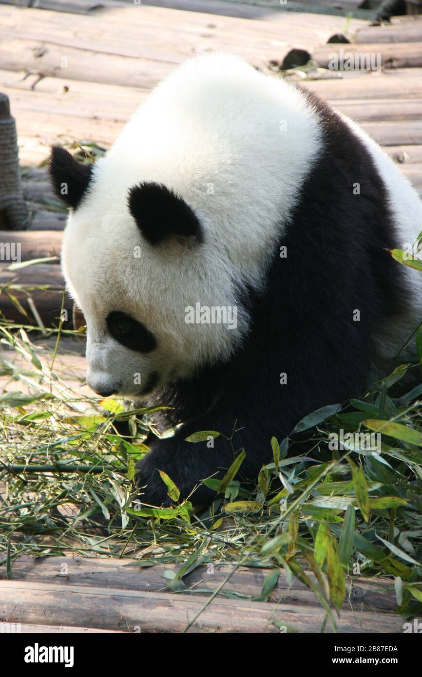 giant panda in a zoo in chengdu (china) Stock Photo