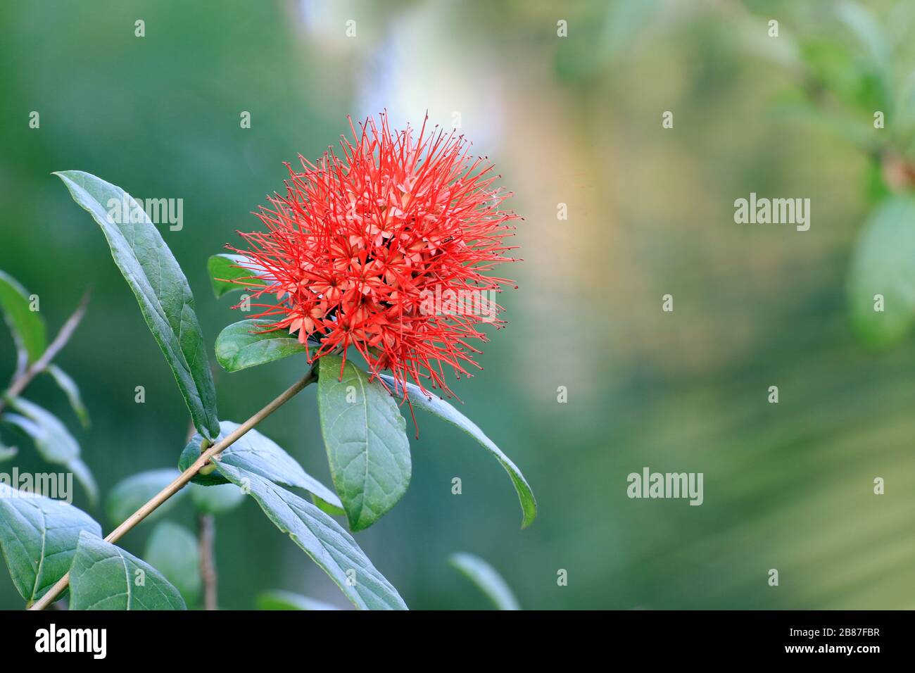 Combretum Constrictum (Latin name), Finger Lies flower, Exotic Spiky Red Flower, Powderpuff combretum flower Stock Photo