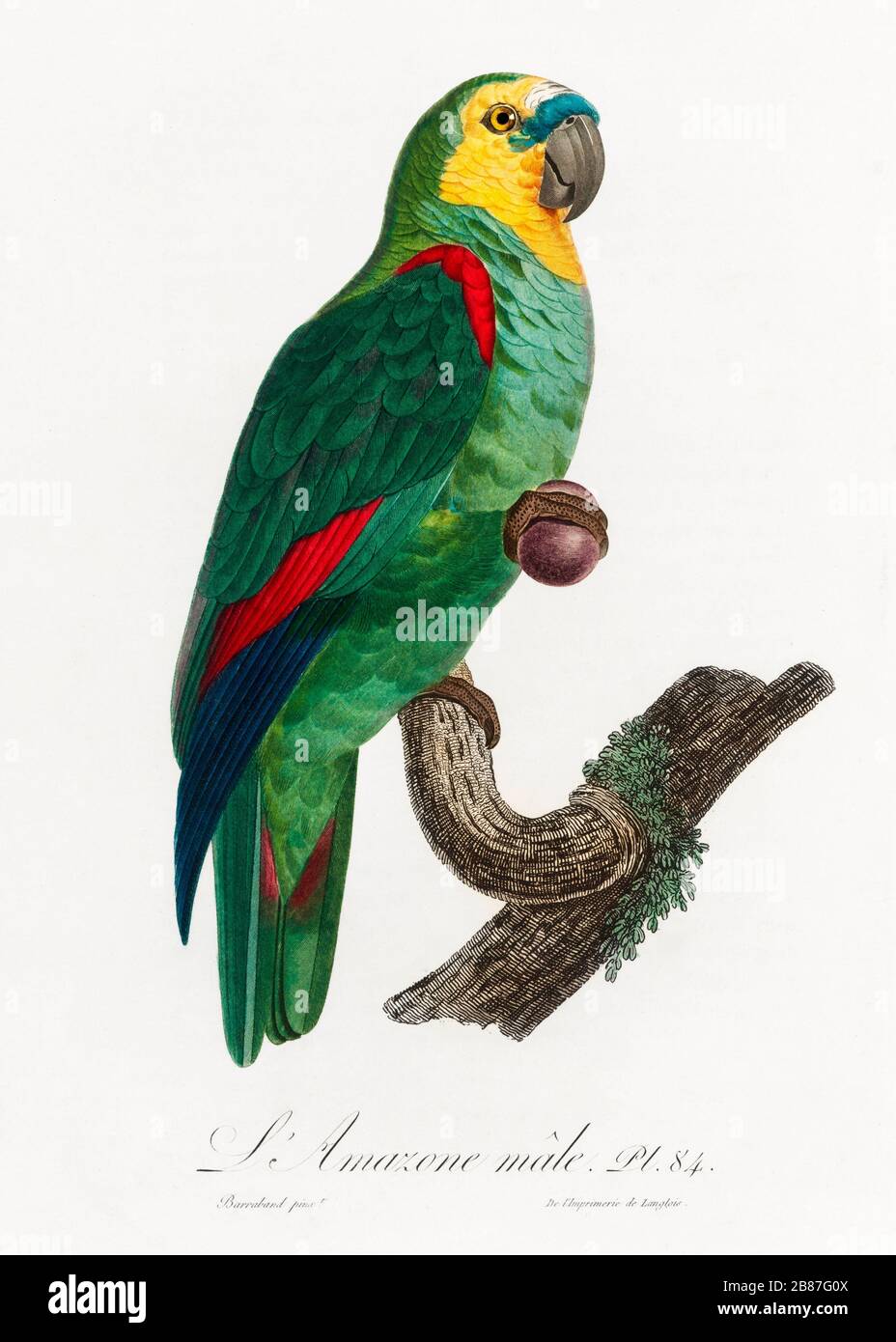 Illustration Vintage Parrot Background Bird Art Nature