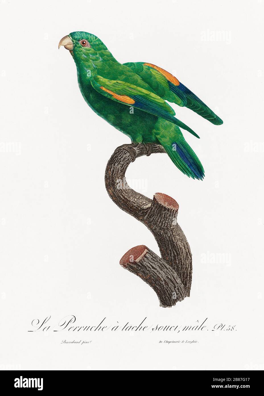 Illustration Vintage Parrot Background Bird Art Nature