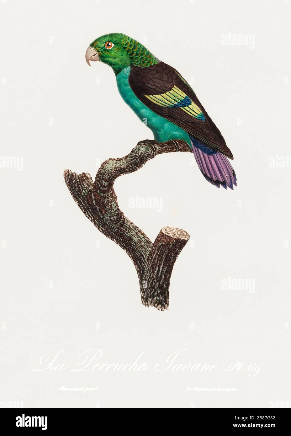 John Gould Native Animals Birds print parrot painting Vintage Old Australia art