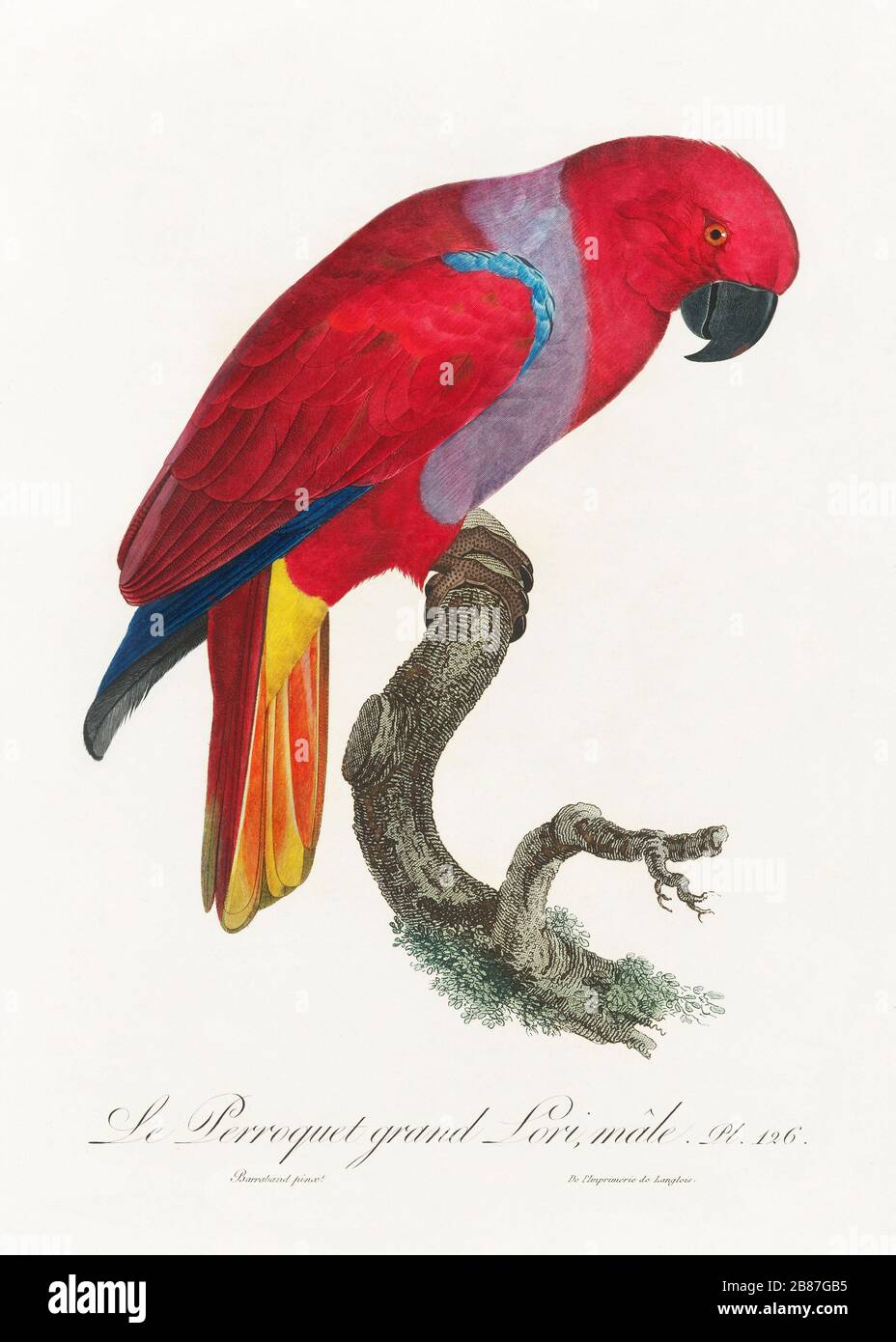 Illustration Vintage Parrot Background Bird Art Nature Design Animal Drawing Watercolor Tropical Pattern Floral Retro Beautiful Graphic Flower Seamless Exotic Abstract Colorful Wallpaper Blossom Wild Element Isolated Jungle