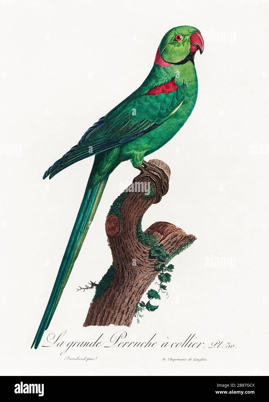 Download free photo of Drawing parrot, drawing perico, parrot mexican, ave,  exotic birds pictures - from needpix.com